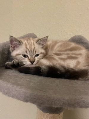    Rassekätzchen sucht ein liebevolles Zuhause    