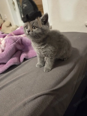 Katzen Baby (Britisch Kurzhaar)