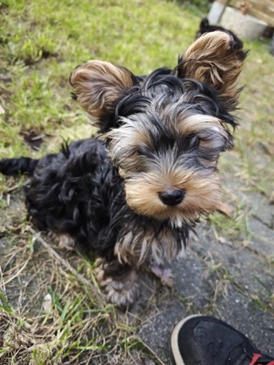 Yorkshire Terrier Welpen 3 Rüden