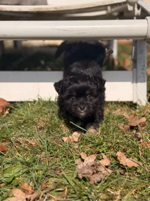 Exklusive Malchipoo Welpen aus verantwortungsvoller Familienaufzucht 