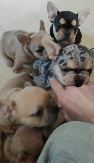 Einzigartige Französische Bulldoggen   Welpen   freiatmend   blaue Augen 
