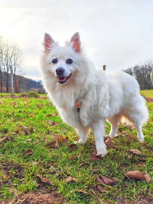 Tierschutzhund Ariel sucht ihr Zuhause 