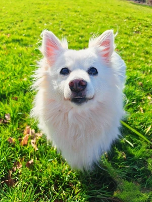 Tierschutzhund Ariel sucht ihr Zuhause 