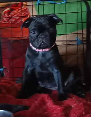 Kleine Fröpse wollen ausziehen