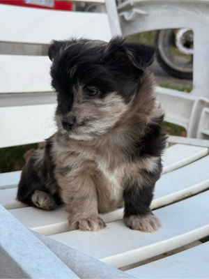 Malchipoo Welpen suchen 5 Sterne zuahuse