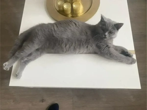 BKH katze erwartet jungen 