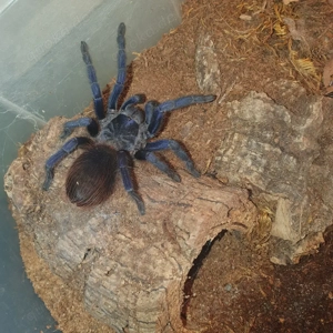 0.0.1 Lasiocyano sazimai 