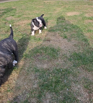 American Bulldog Welpen