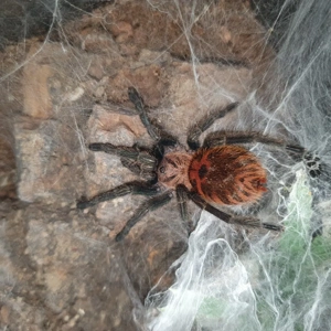 0.0.1 Chromatopelma cyaneopubescens 