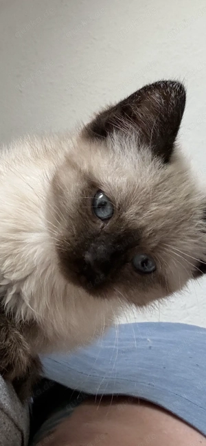 Ragdoll Mädchen 12 Wochen 