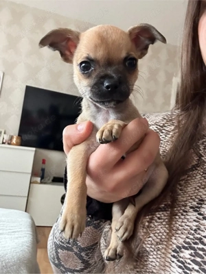 Chihuahua Welpen 2 mädchen und 1 jung
