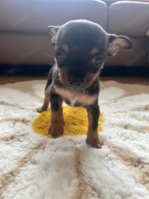 Chihuahua Welpen 1 mädchen und 1 jung