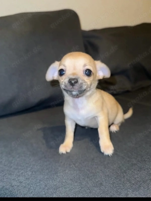 Chihuahua Weibchen sucht ab sofort ein liebevolles Zuhause   
