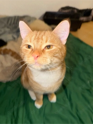 Kater sucht ein Zuhause (im Auftrag) katze kitten