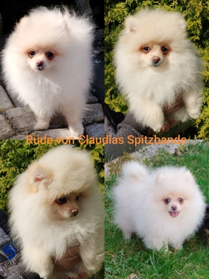 Rüde Welpe Pomeranian alle Impfungen Chip und EU Impfpass Eltern mit FCI Ahnentafel