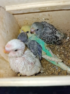 Wellensittich Jungtiere