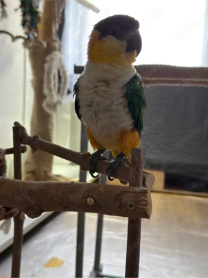 Grünzügelpapagei mit Voliere 