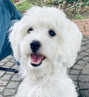 Wurfankündigung Maltipoos F1 B-Wurf zum 14.März