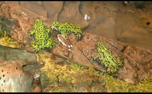 Chinesische Rotbauchunken