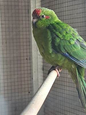 junger Hybrid Sittich(Ziegensittich und Singsittich)