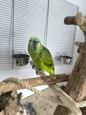 Papagein, amazon, Papagei, Blaustirnamazone 