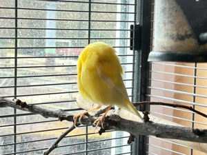 Junge Kanarienvögel abzugeben