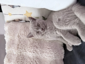 Zuckersüßer BKH Kater sucht noch ein liebevolles Zuhause