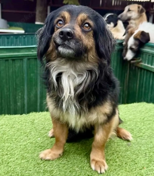 Zuckersüßes Mini Männlein Bailey