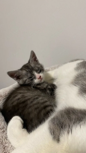 Süßes Kätzchen (3 Monate) sucht ein neues Zuhause