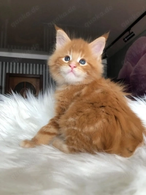 Gesunde Maine-Coon-Kätzchen verfügbar