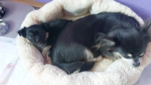 verkaufe Chihuahua welpen 