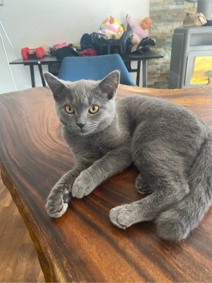 BKH Katze reinrassig 4Monate alt Bild 4