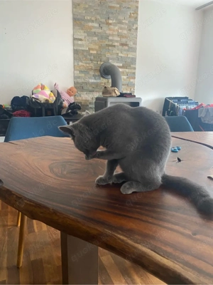 BKH Katze reinrassig 4Monate alt Bild 2