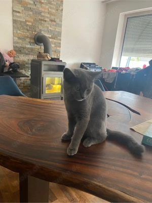 BKH Katze reinrassig 4Monate alt Bild 3