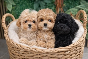 Exklusive Mini Maltipoo Welpen