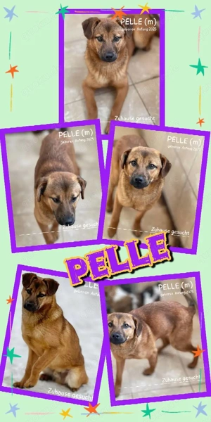 junger, sehr lieber, kleiner Hundejunge "Pelle" sucht ein liebevolles neues Zuhause