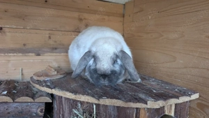 Zwergkaninchen Kastrat Zwerg Widder