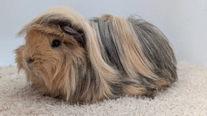 Peruaner Meerschweinchen Kastrat Bild 3