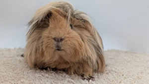 Peruaner Meerschweinchen Kastrat