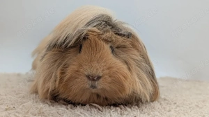 Peruaner Meerschweinchen Kastrat Bild 2