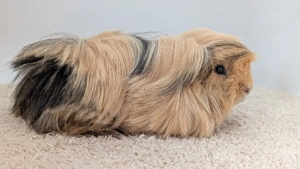 Peruaner Meerschweinchen Kastrat Bild 4