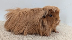 Peruaner Meerschweinchen Kastrat