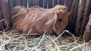 Peruaner Meerschweinchen Weibchen 