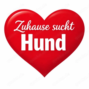 suchen kleinen hund in berlin & Brandeburg