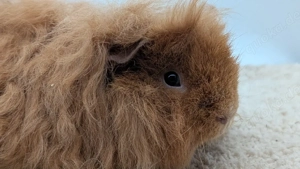 Alpaka Peruaner Meerschweinchen Kastrat 