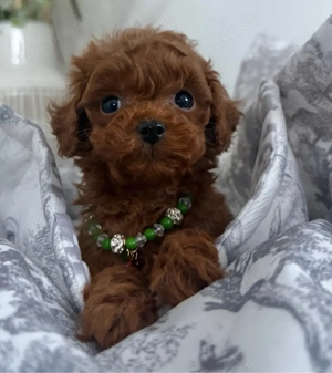 exlusiv reinrassige asiatische toypudel rot  rüde 