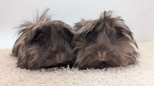 Peruaner Meerschweinchen Frühkastrate