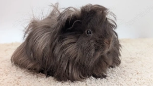 Peruaner Meerschweinchen Frühkastrate