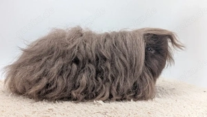 Alpaka Peruaner Meerschweinchen Weibchen 