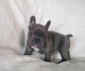 Reinrassige Französische Bulldogge Welpen